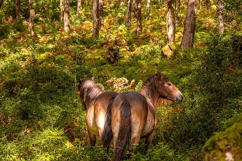 Exmoor ponies standing in sunlit woodland