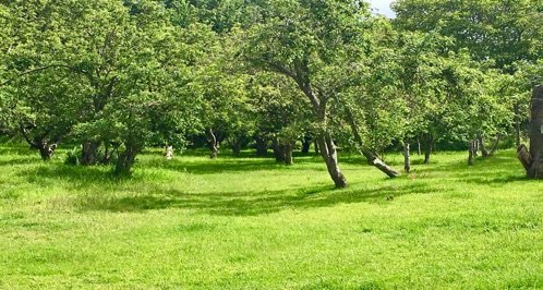 Trees and grass in the cottage orchard
