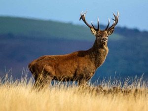 A red deer stag on open moorland